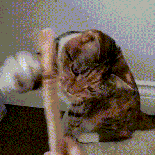 3x Bâtonnets à mâcher pour soins dentaires